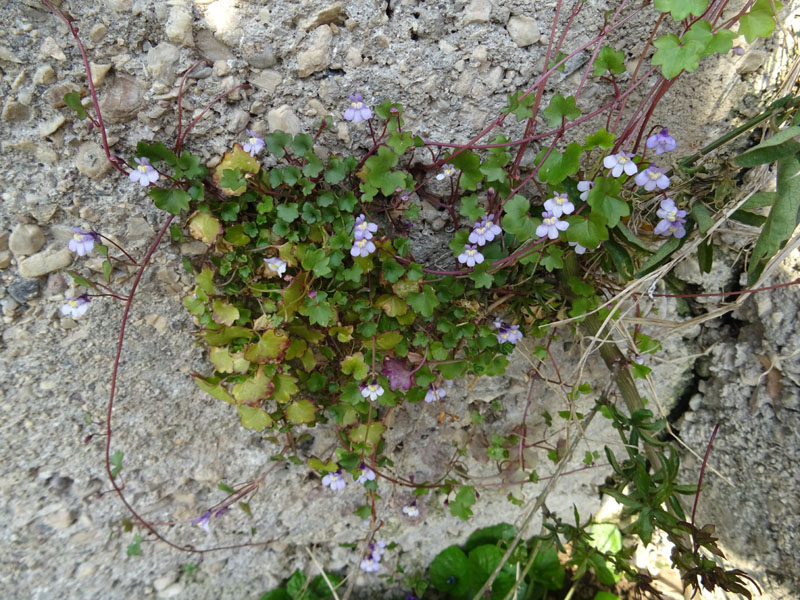 Cymbalaria muralis subsp. muralis - Plantaginaceae (Veronicaceae)